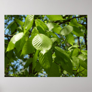 Frühjahrsbirkenblätter Grüne Baum Poster
