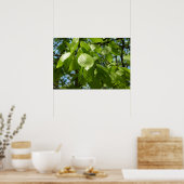 Frühjahrsbirkenblätter Grüner Baum Poster (Küche)