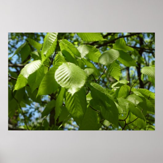 Frühjahrsbirkenblätter Grüner Baum Poster (Vorne)
