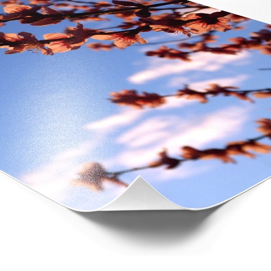 Frühjahrsblüte Blume Foto (Ecke)