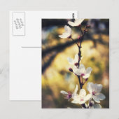 Frühjahrsblüte Postkarte (Vorne/Hinten)