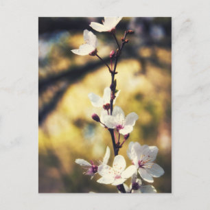 Frühjahrsblüte Postkarte