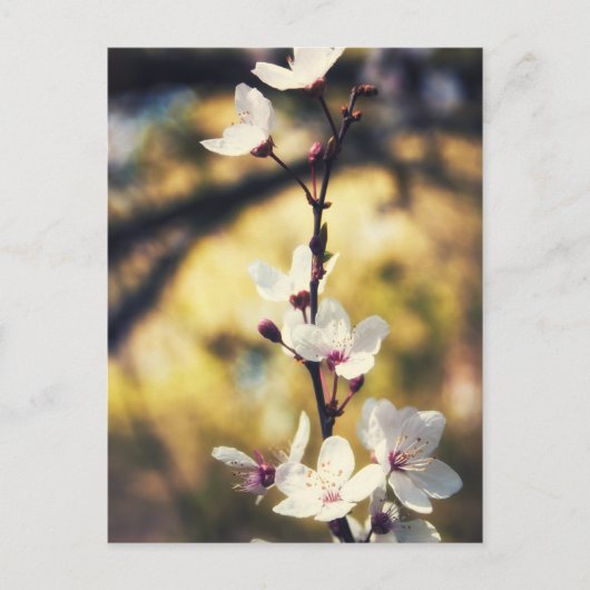 Frühjahrsblüte Postkarte (Vorderseite)