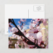 Frühjahrsblüte Postkarte (Vorne/Hinten)