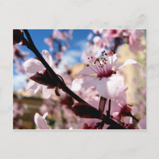 Frühjahrsblüte Postkarte