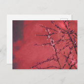 Frühjahrsblüte über rotem Hintergrund Feiertagspostkarte (Vorne/Hinten)