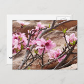 Frühjahrsblüten auf Zion Rocks Postkarte (Vorne/Hinten)