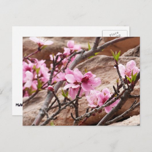 Frühjahrsblüten auf Zion Rocks Postkarte (Vorne/Hinten)