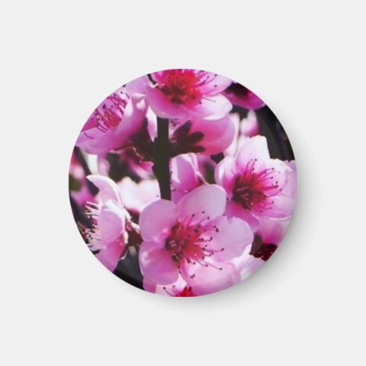 Frühjahrsblüten Magnet (Vorne)