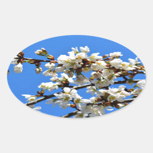 Frühjahrsblüten Ovaler Aufkleber