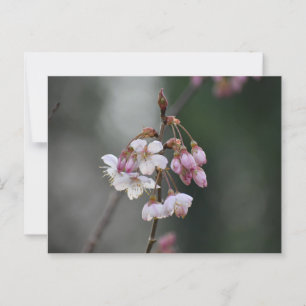 Frühjahrsblüten Postkarte