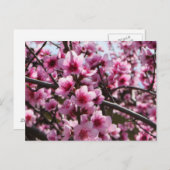 Frühjahrsblüten Postkarte (Vorne/Hinten)