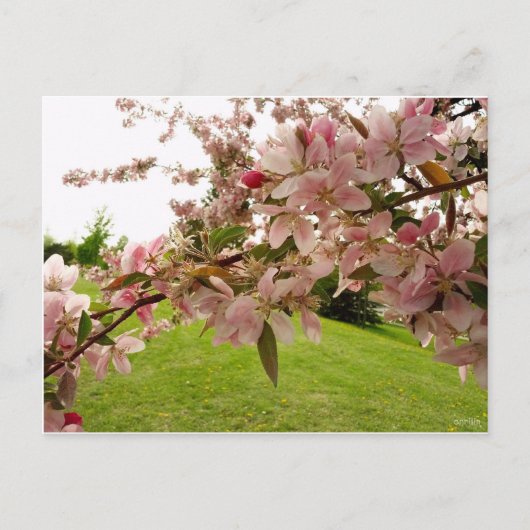 Frühjahrsblüten Postkarte (Vorderseite)