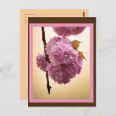 Frühjahrsblüten Postkarte (Vorne/Hinten)