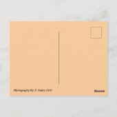 Frühjahrsblüten Postkarte (Rückseite)