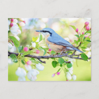 Frühjahrsblutvogel mit rosa Blume Postkarte