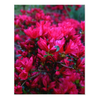 "Frühjahrsboom" (Foto drucken) Fotodruck