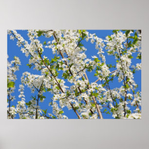 Frühjahrsgarten Poster