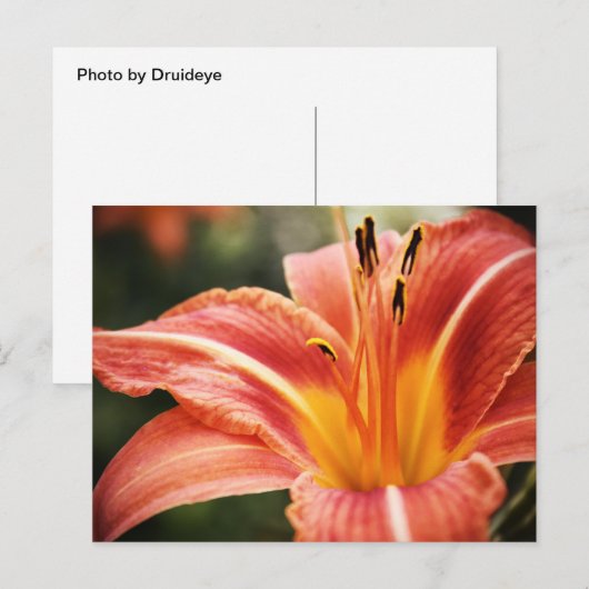 Frühjahrsgedichte Postkarte (Vorne/Hinten)