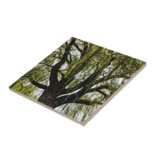 Frühjahrshoffnungen gedämpft fliese (Seite)