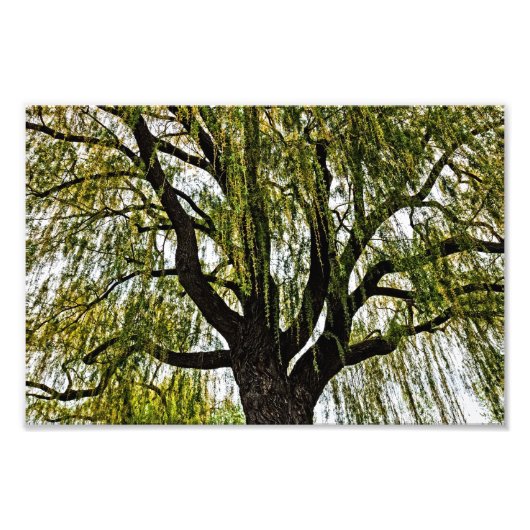 Frühjahrshoffnungen gedämpft fotodruck (Vorne)