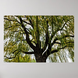 Frühjahrshoffnungen gedämpft poster