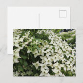 Frühjahrshügel in Marshall Bloom Postkarte (Vorne/Hinten)