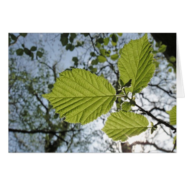 Frühjahrskarte für Blätter (Vorderseite (Horizontal))