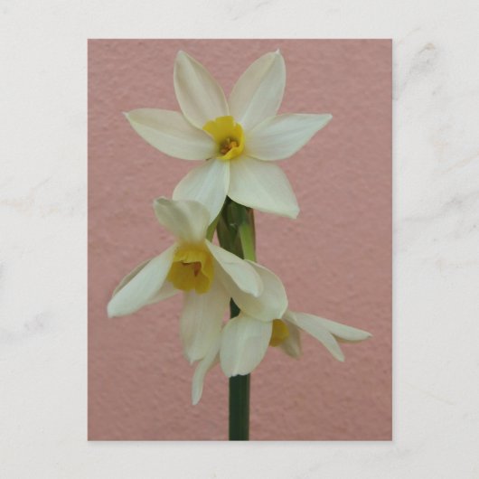 Frühjahrskarte Postkarte (Vorderseite)