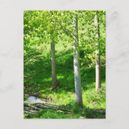 Frühjahrskarte Postkarte