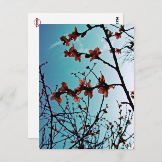 Frühjahrskizzen Postkarte (Vorne/Hinten)