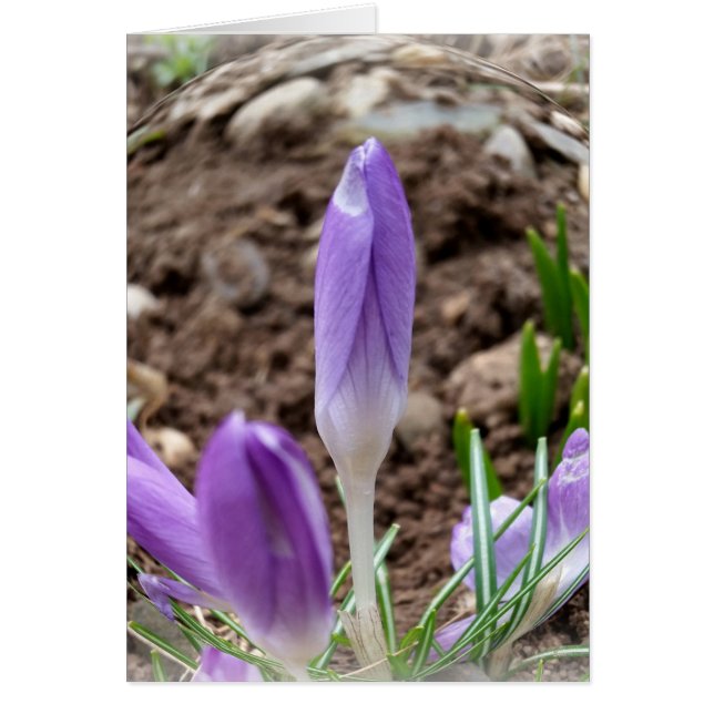 Frühjahrskreuzze (Vorne)