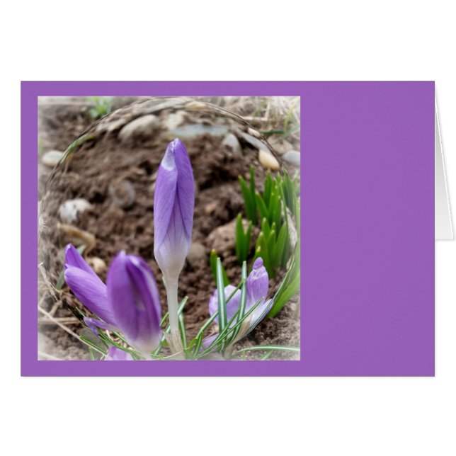 Frühjahrskreuzze (Vorderseite (Horizontal))