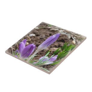 Frühjahrskreuzze Fliese