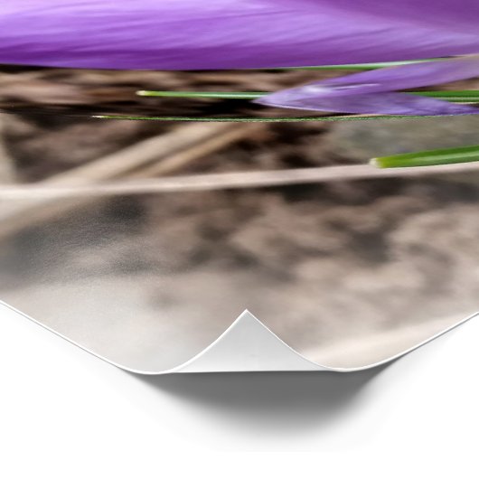 Frühjahrskreuzze Poster (Ecke)