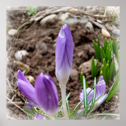 Frühjahrskreuzze Poster (Vorne)