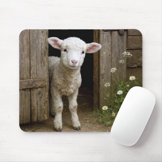 Frühjahrslamm an der Scheunentür Mousepad (Mit Mouse)