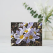 Frühjahrspackung Postkarte (Stehend Vorderseite)