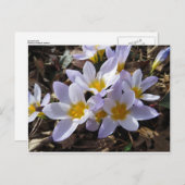 Frühjahrspackung Postkarte (Vorne/Hinten)