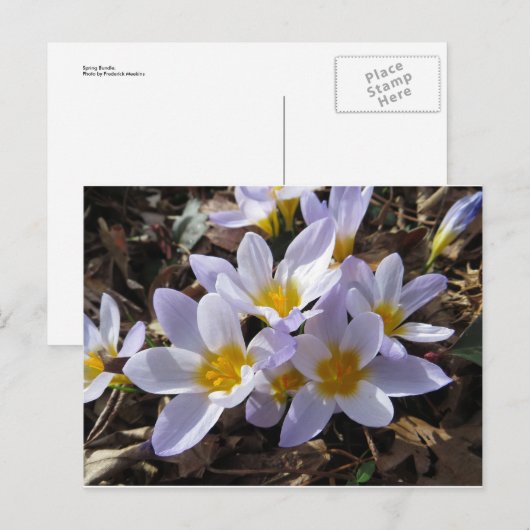 Frühjahrspackung Postkarte (Vorne/Hinten)