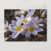 Frühjahrspackung Postkarte (Vorderseite)