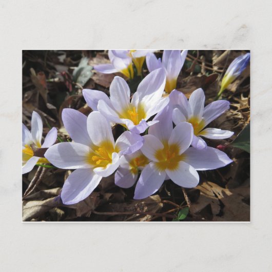 Frühjahrspackung Postkarte (Vorderseite)