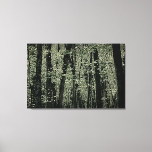 Frühjahrspflanzen Leinwanddruck (Vorderseite)