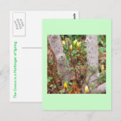 Frühjahrspostkarte Postkarte (Vorne/Hinten)