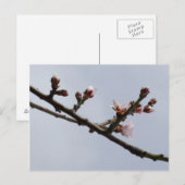 Frühjahrspostkarte Postkarte (Vorne/Hinten)