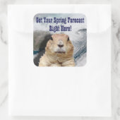 Frühjahrsprognose für die Groundhog Quadratischer Aufkleber (Tasche)