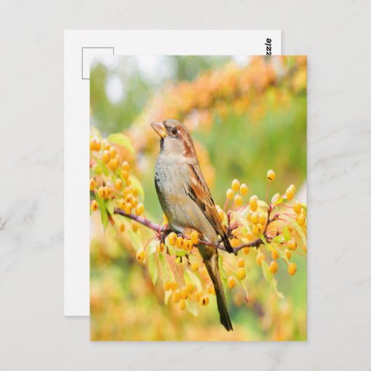 Frühjahrsspanner Postkarte (Vorne/Hinten)