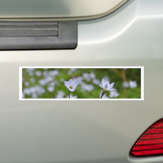 Frühjahrsstarblume Autoaufkleber (Auf Auto)