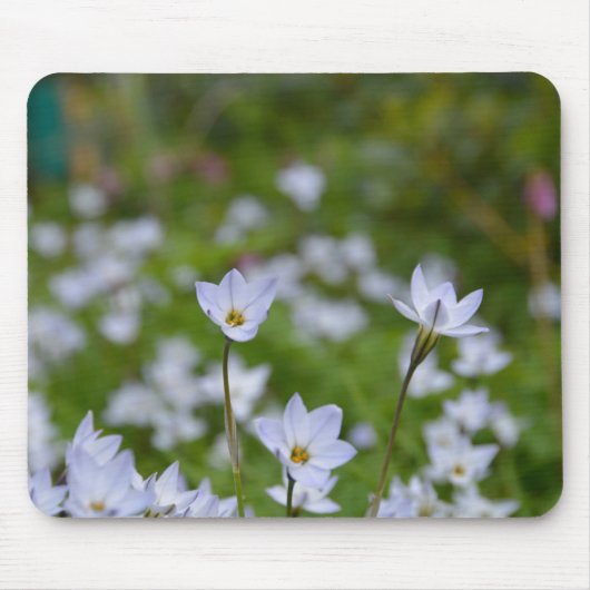 Frühjahrsstarblume Mousepad (Vorne)
