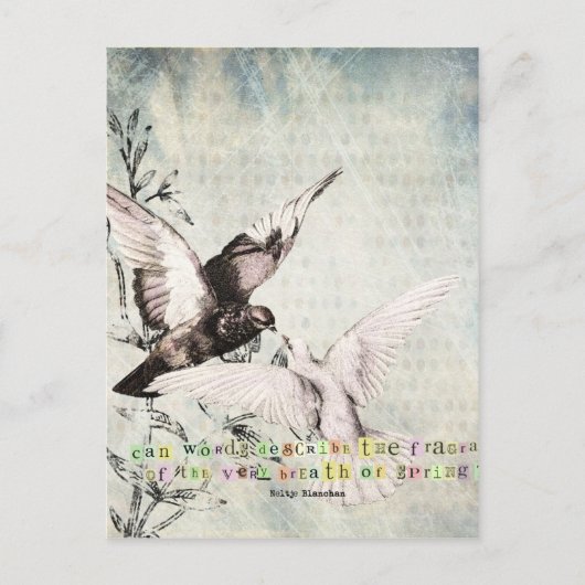 Frühjahrsvögel Postkarte (Vorderseite)